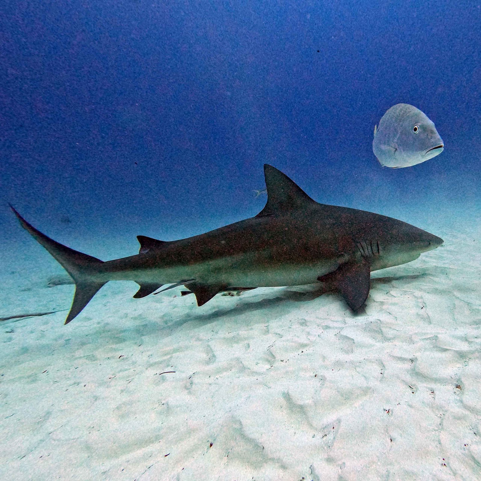 only-bubbles-scuba-diving-bullshark only-bubbles-scuba-diving-bullshark