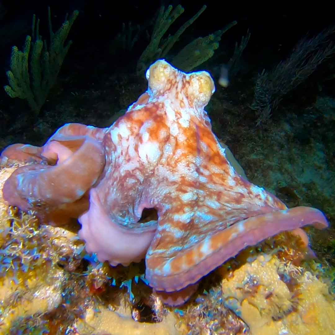 only-bubbles-scuba-diving-cancun-night-dive-4 only-bubbles-scuba-diving-cancun-night-dive-4